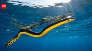 Yellow-Bellied Sea Snake: Evolution, habitat, and hunting strategies of this venomous predator |