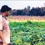 10,546 farm suicides in 2024, 2% dip from previous year: Data | India News
