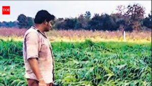 10,546 farm suicides in 2024, 2% dip from previous year: Data | India News