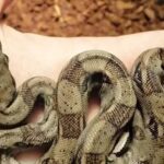 Not all snakes slither: Scientists explain the strange straight-line movement of some species.