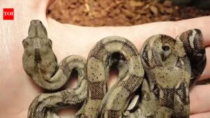 Not all snakes slither: Scientists explain the strange straight-line movement of some species.