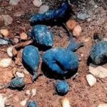 Rare ‘Earth Mango’ found in Kerala: The hidden fungus locals call Nilamanga has returned again.