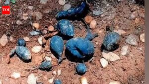 Rare ‘Earth Mango’ found in Kerala: The hidden fungus locals call Nilamanga has returned again.