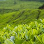 Inside the tea capital of the world with a rare GI-tagged brew you have probably never heard of.