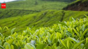 Inside the tea capital of the world with a rare GI-tagged brew you have probably never heard of.