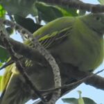 Timor Green Pigeon could vanish within years; Scientists sound alarm over potential loss of ‘endangered’ species.