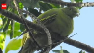 Timor Green Pigeon could vanish within years; Scientists sound alarm over potential loss of ‘endangered’ species.