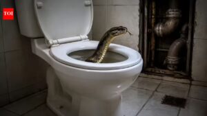 What attracts snakes to emerge from toilet bowls in apartments: Here’s the surprising reason |
