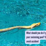 What should you do if you find a snake in your swimming pool? 5 mindful steps to avoid accidents