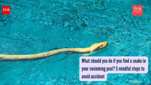 What should you do if you find a snake in your swimming pool? 5 mindful steps to avoid accidents