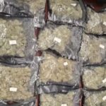 Gorakhpur youth held at Lucknow airport with hydroponic weed worth Rs 2.86 crore | Lucknow News