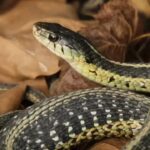 How to identify a garter snake: Key signs you shouldn’t miss