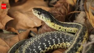 How to identify a garter snake: Key signs you shouldn’t miss