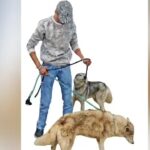 4 nabbed in Hyderabad Husky abandonment case | Hyderabad News