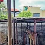 Animal confinement, breeding suspected at Secunderabad cemetery. Hyderabad News
