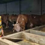 From six cows to 35: Prayagraj woman emerges as leading cattle breeder in region at 60 | Prayagraj News