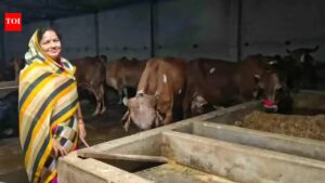 From six cows to 35: Prayagraj woman emerges as leading cattle breeder in region at 60 | Prayagraj News
