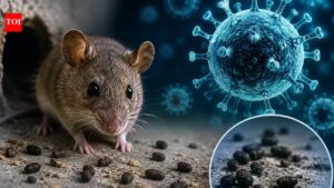 Hantavirus: Symptoms, spread, prevention — All you need to know