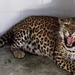 Leopard that injured eight people rescued | Patna News