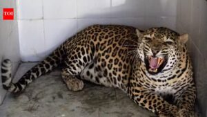 Leopard that injured eight people rescued | Patna News