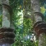 Indian Rock Python: Indian Rock Python climbing tree leaves internet stunned; viral video sparks fascination and fear