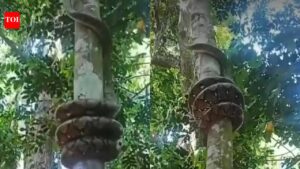 Indian Rock Python: Indian Rock Python climbing tree leaves internet stunned; viral video sparks fascination and fear
