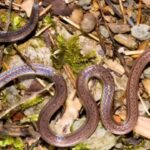 Rare ‘two-headed’ snake discovered in China with bizarre survival trick that fools predators.