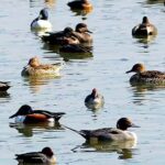 Experts flag habitat loss behind fall in migratory bird population. Patna News