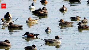 Experts flag habitat loss behind fall in migratory bird population. Patna News