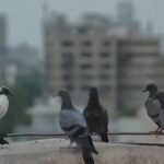 Action finally on 2022 plan to end pigeon racing near Ahmedabad airport. Ahmedabad News