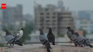 Action finally on 2022 plan to end pigeon racing near Ahmedabad airport. Ahmedabad News