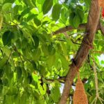Bhubaneswar civic body installs 150 artificial nests for birds amid summer heat. Bhubaneswar News