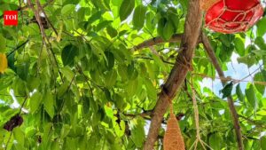 Bhubaneswar civic body installs 150 artificial nests for birds amid summer heat. Bhubaneswar News