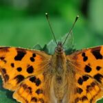 Plant these two stunning flowers in may and watch butterflies flock all summer.