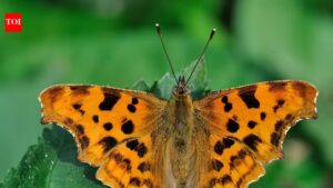Plant these two stunning flowers in may and watch butterflies flock all summer.