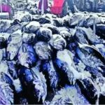 Study reaffirms Kerala’s unique fish-eating culture. Kochi News