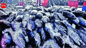 Study reaffirms Kerala’s unique fish-eating culture. Kochi News