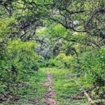 32 years on, Central Ridge gets ‘reserved forest’ tag | Delhi News