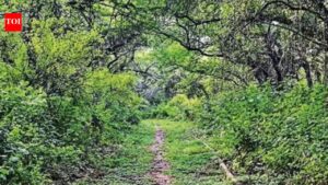 32 years on, Central Ridge gets ‘reserved forest’ tag | Delhi News