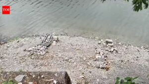 2 boatmen fined after oil film spotted on Naini Lake. Dehradun News