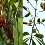 Sting bug infestation, unseasonal rain threaten state’s litchi crop. Patna News