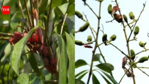 Sting bug infestation, unseasonal rain threaten state’s litchi crop. Patna News