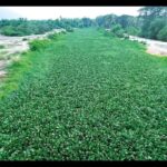 Locals worry over wild growth of water hyacinth in Sal river. Goa News