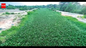 Locals worry over wild growth of water hyacinth in Sal river. Goa News