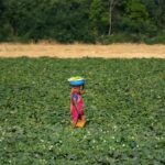 India should resist EU, US pressure on data exclusivity in farm-chemicals: GTRI flags