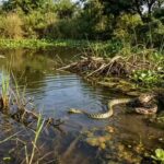 6 most snake-filled places around Ontario’s waters | world news