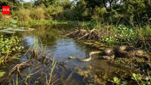 6 most snake-filled places around Ontario’s waters | world news