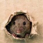Rodent Prevention Tips: Clean backyard for rats and rodents with these easy hacks