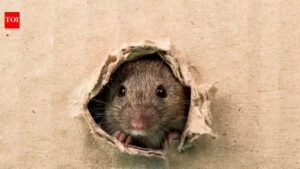 Rodent Prevention Tips: Clean backyard for rats and rodents with these easy hacks