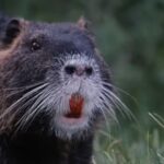 How orange-toothed invasive nutria rodents are destroying California wetlands |
